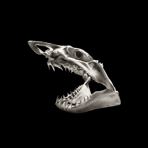 LEGACY SHARK CARTEL