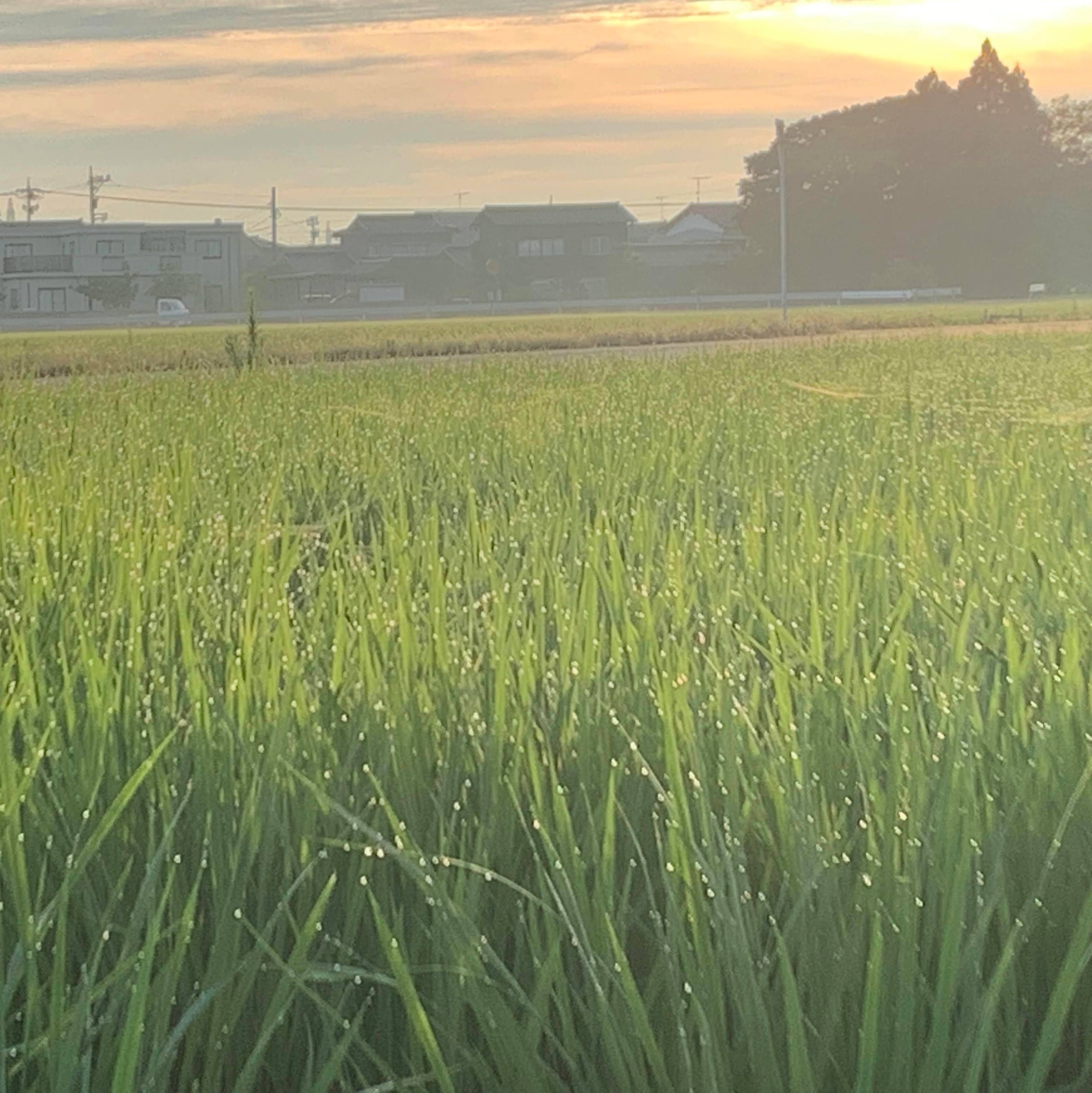 morning dew　-Asatusuyu