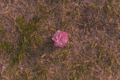 Portrait of Dead Flower #4