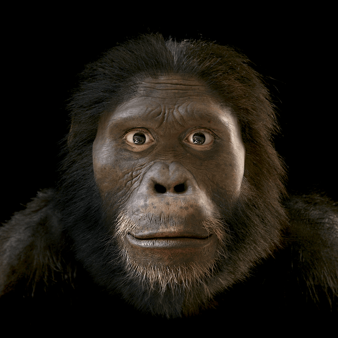 Australopithecus africanus: Hominin #4