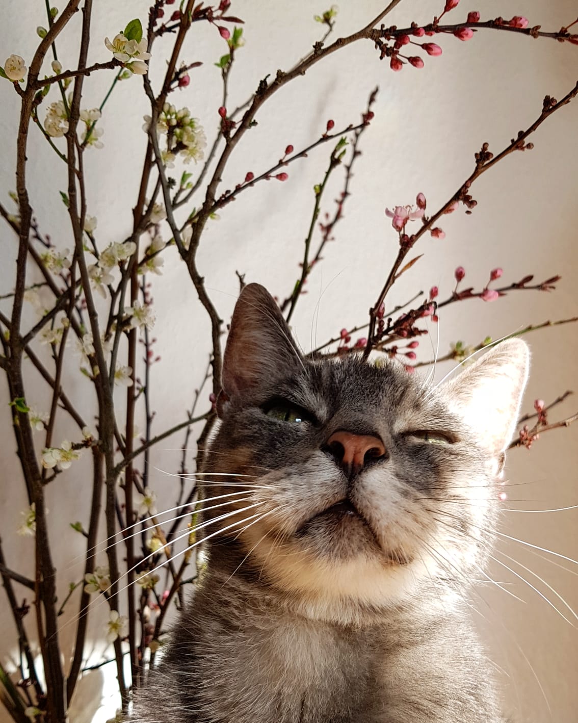 Otis the Cat #002 - Sunshine with flowers