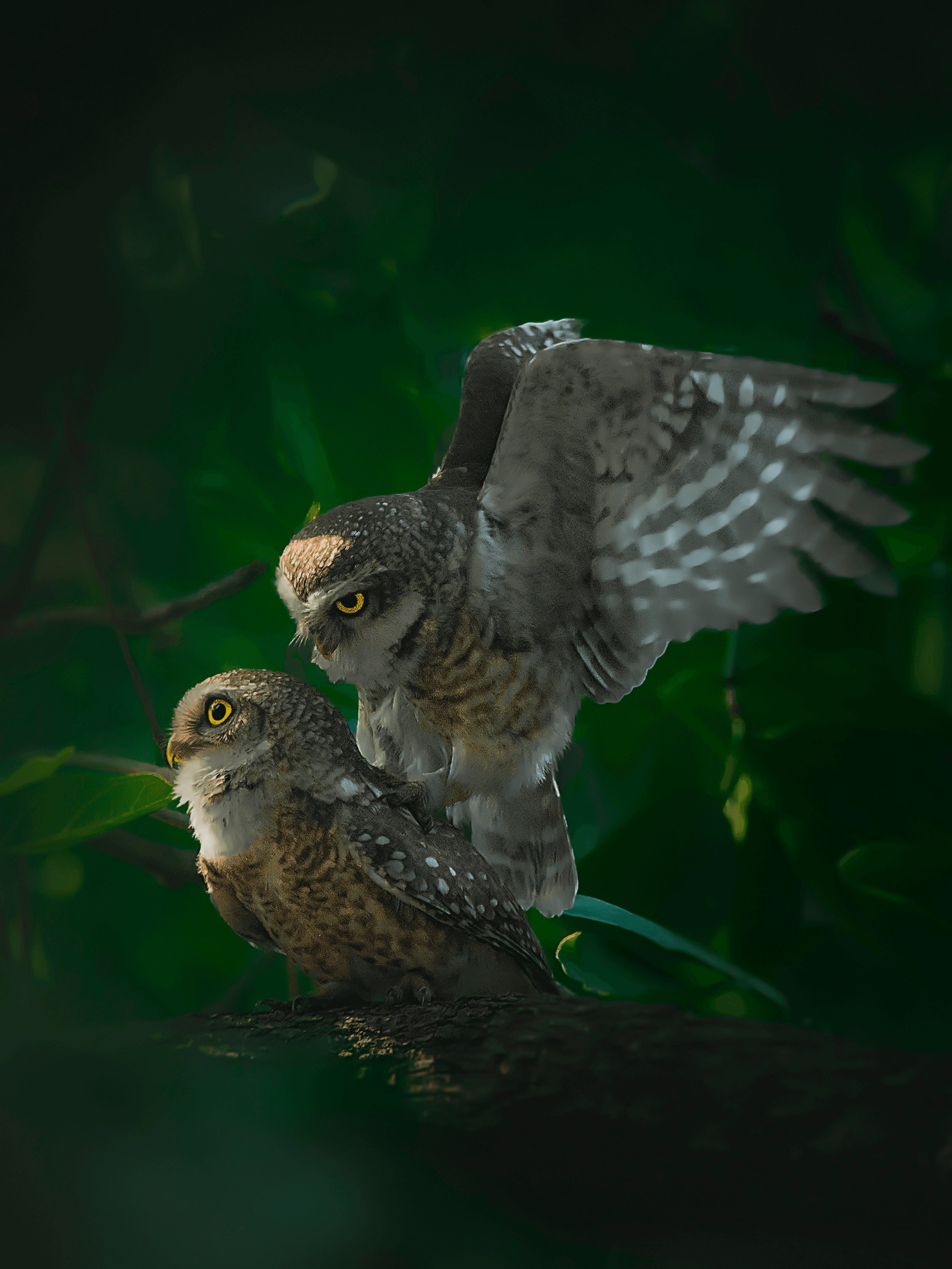 Duo - Spotted Owlet