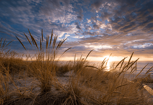 Summer Grass #1/30