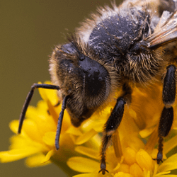 Macro - Bees - Johann Piber collection image