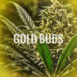 GOLD BUDS collection image