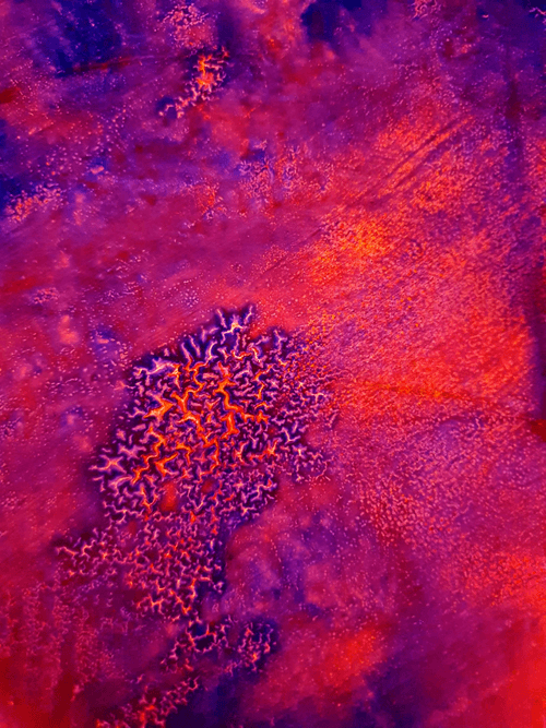Pink Coral