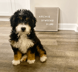 Archie the bernedoodle collection image
