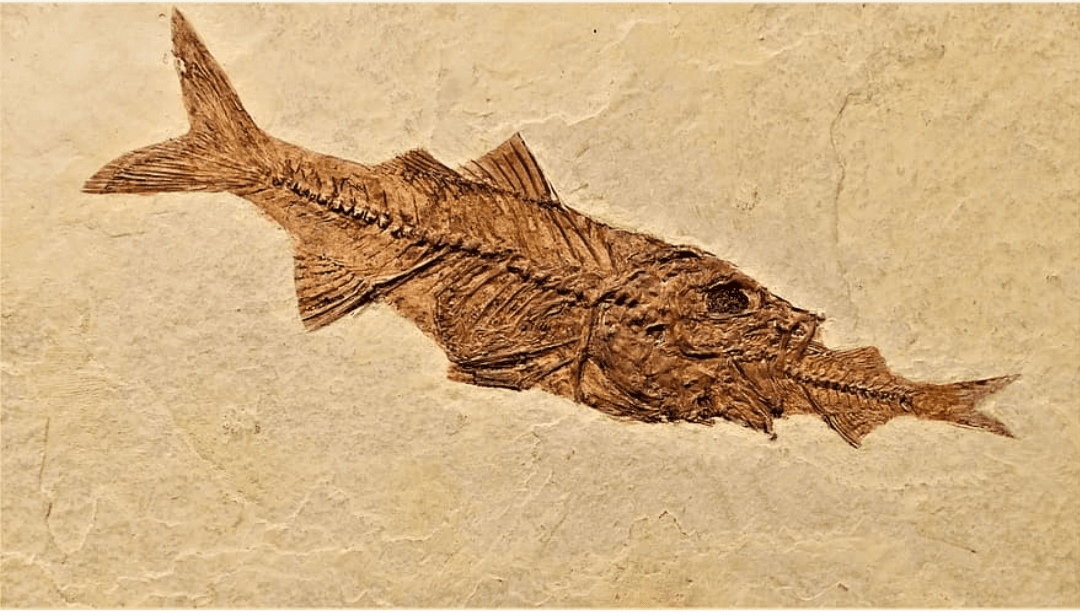 100 million years ago - Collection | OpenSea
