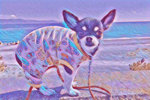 Chihuahua_JP