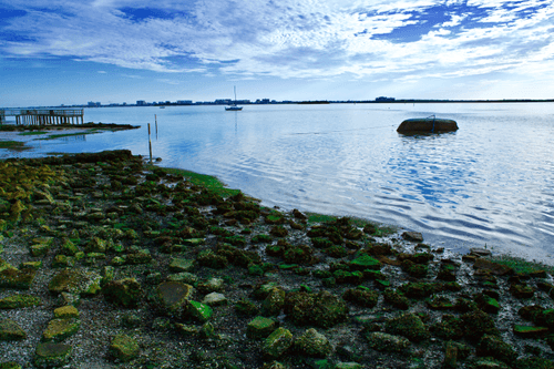 Rocky Shoreline