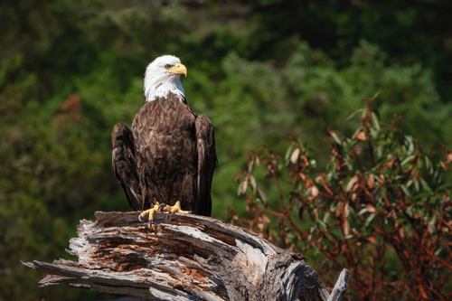 Bald Eagle #2