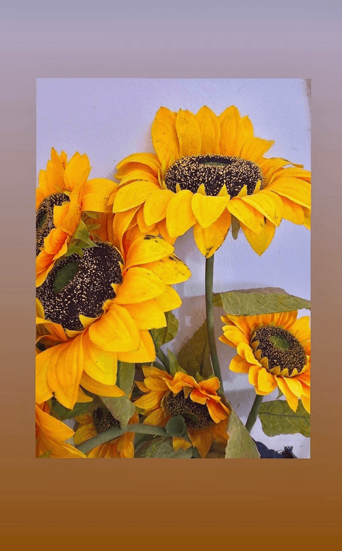 sunflower