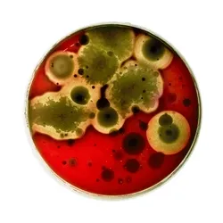 Microbial Apparatus collection image