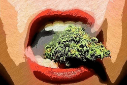 Weed Celeb Edition collection image