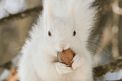 White Squirrel Collection