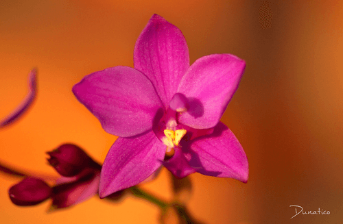 Purple Passion Ground Orchid (Spathoglottis x hybridum)