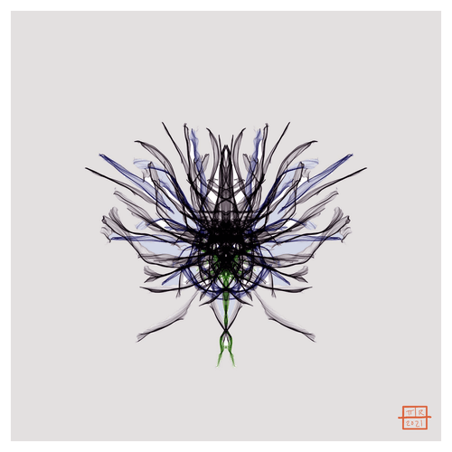 Black Carnation