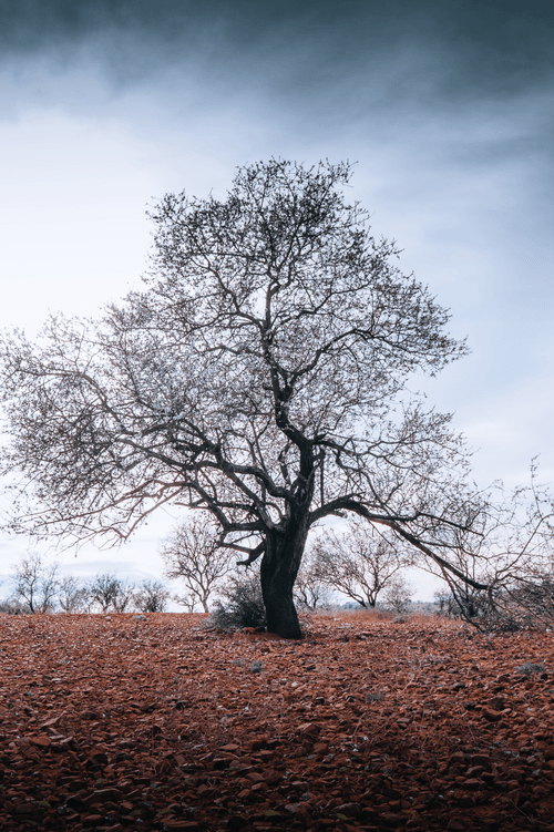 Trees are life
