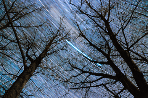 Time Trails #9. Forest II