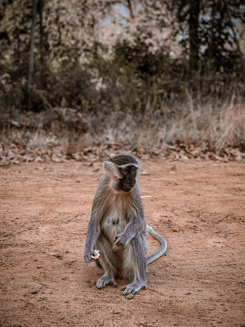 photograher without a camera