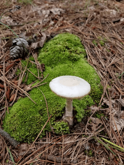 Fungi Photography collection image