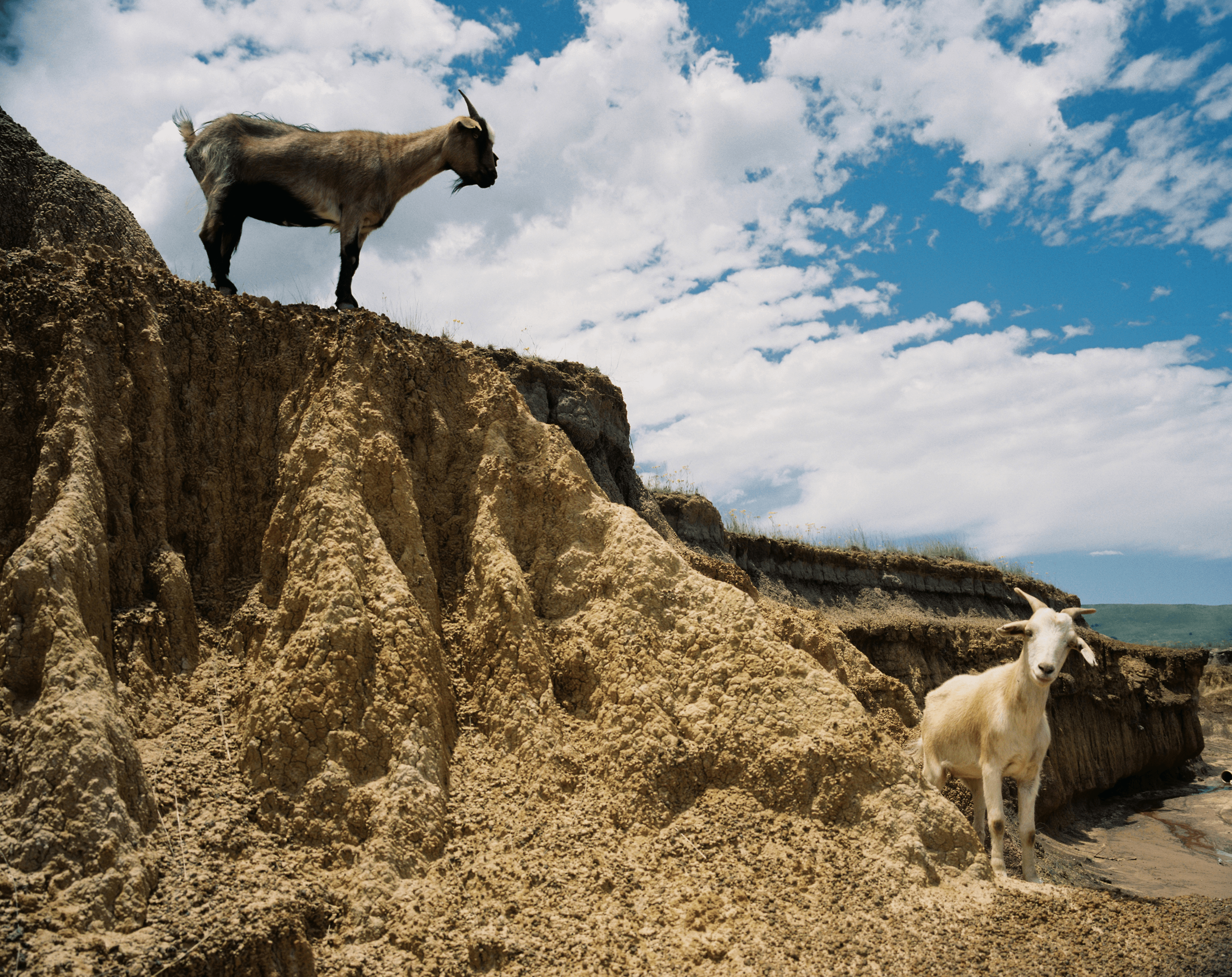 Tsomo goats
