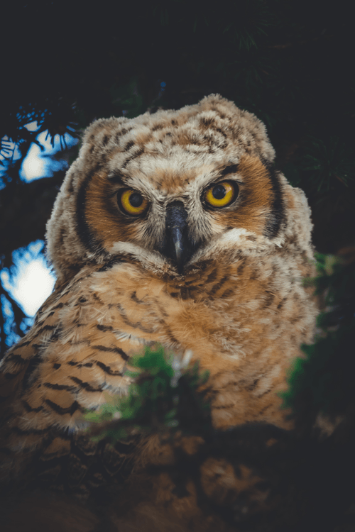 the Ornery Owlet