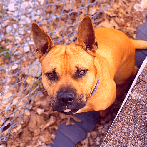 ElliotTheDog