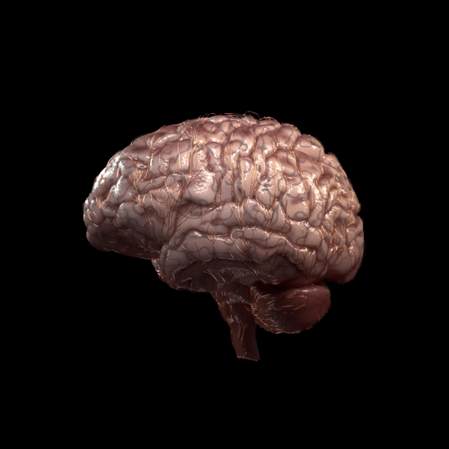 Human Brain #3/10