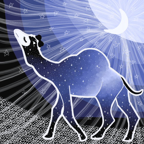 Night Camel