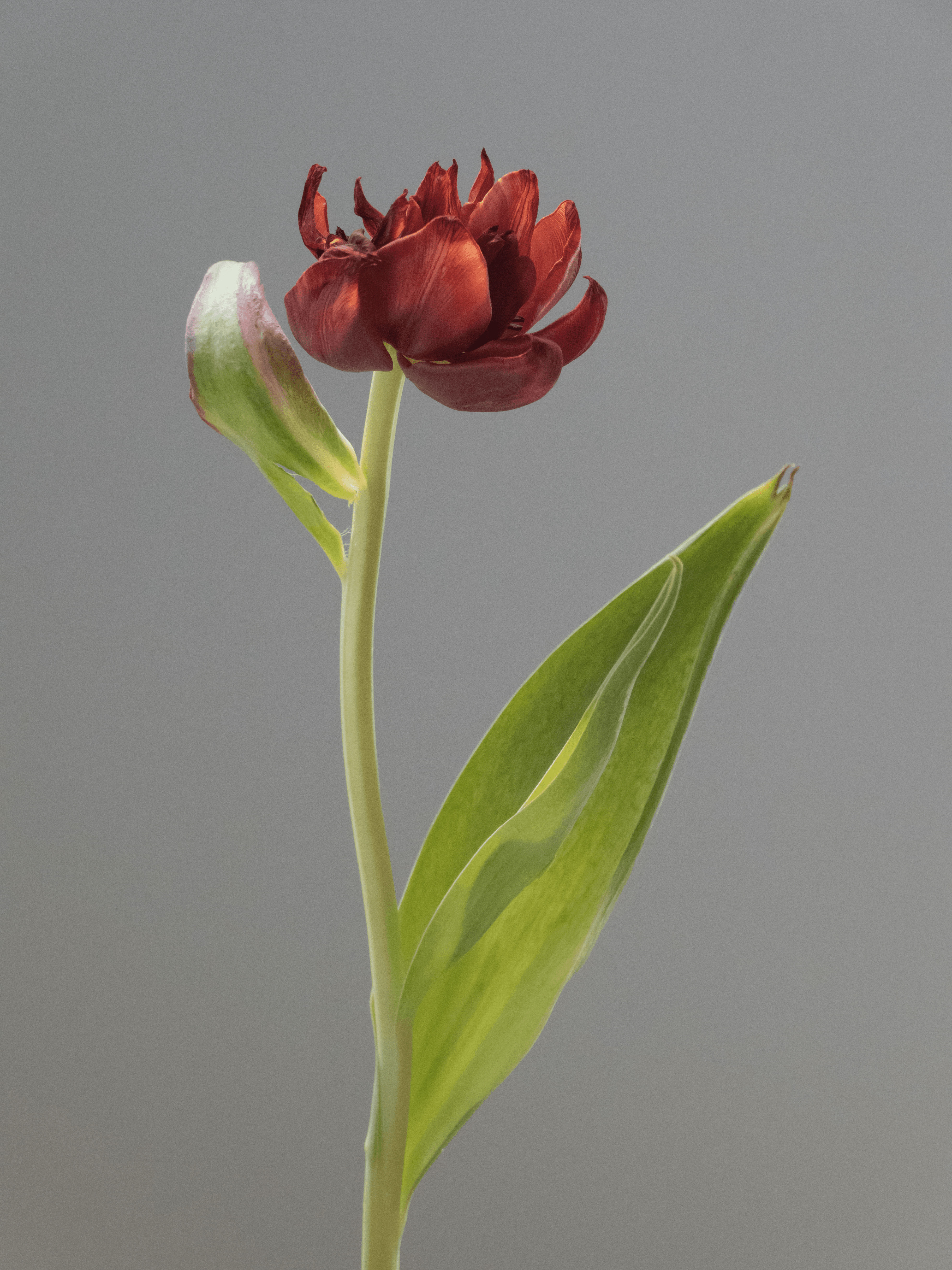 Tulip 1637 [14]