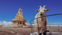 Tibet: In Search of Shangri-La by Michael Yamashita collection image