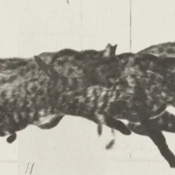 Cat Trotting, Changing To A Gallop (Darken-3-0.161-514)