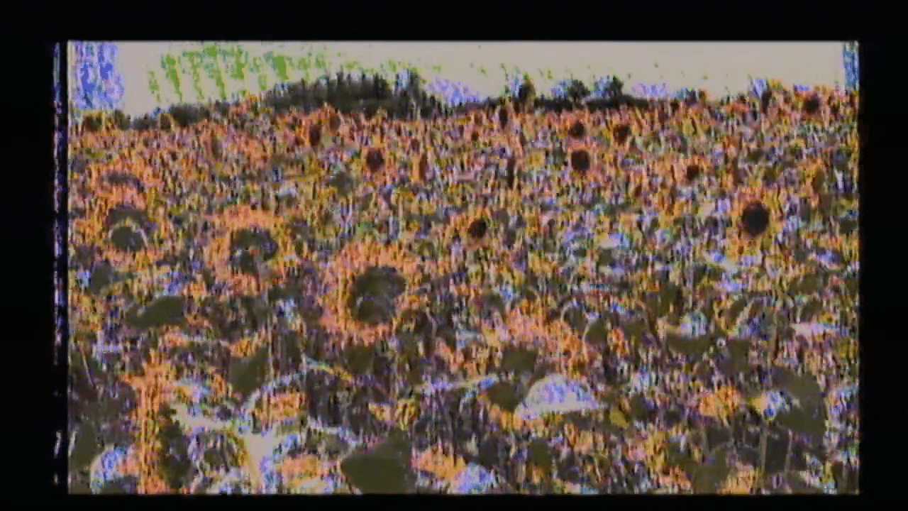 tolls for who in the sunflower field next to the scintillating dust