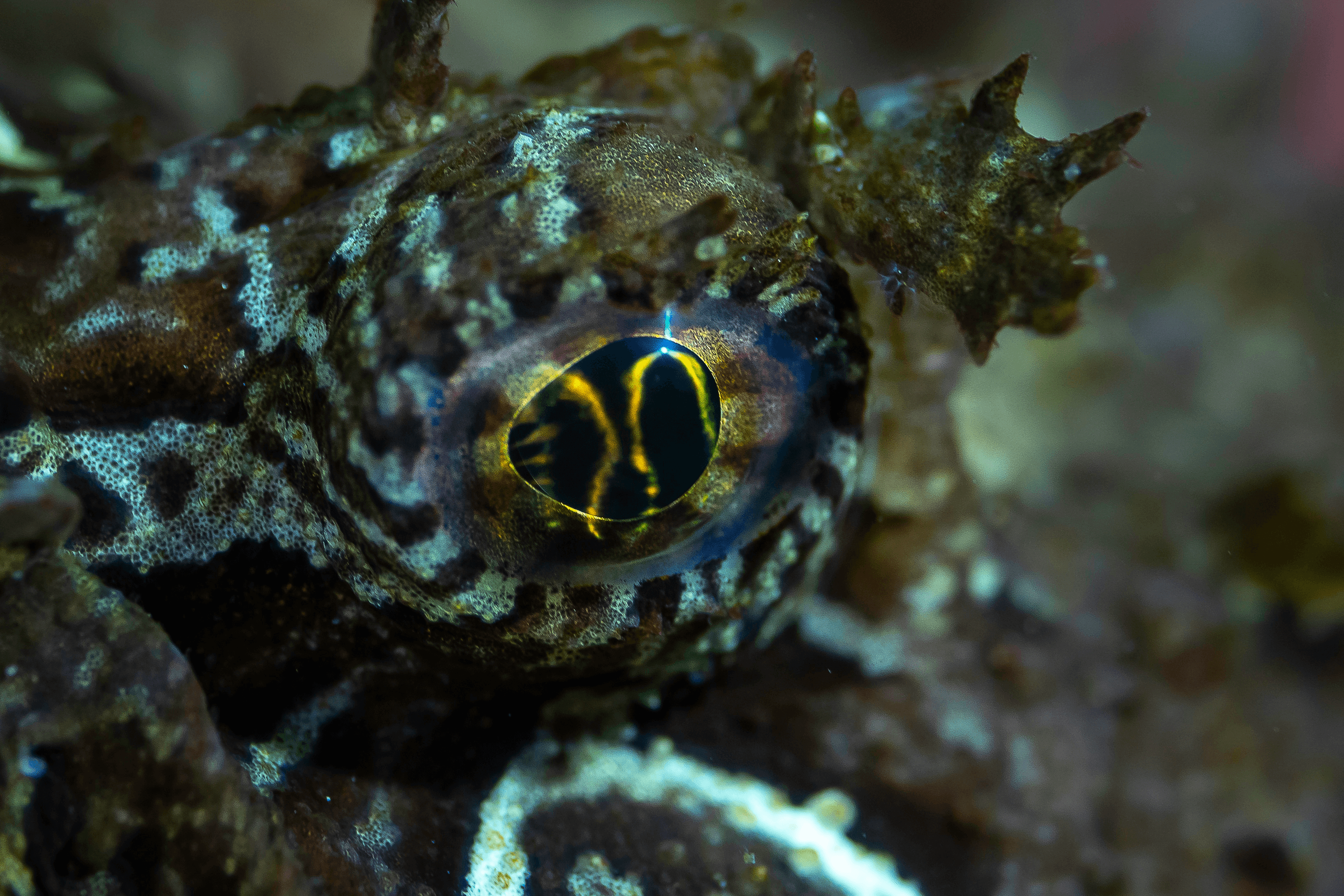 Hemitriptere fish's eye