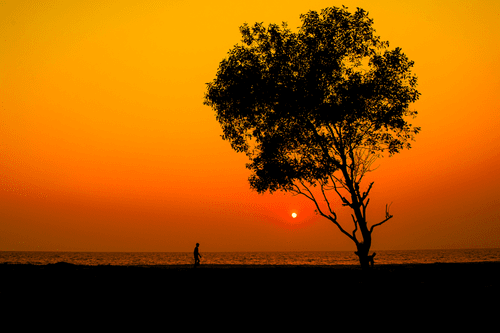 Tree and a man in sunset silhouette