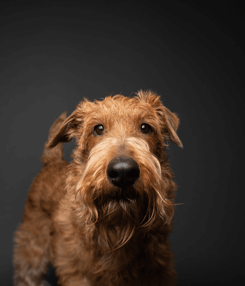 Irish Terrier #DA189