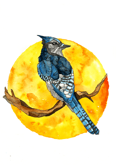 Blue Jay