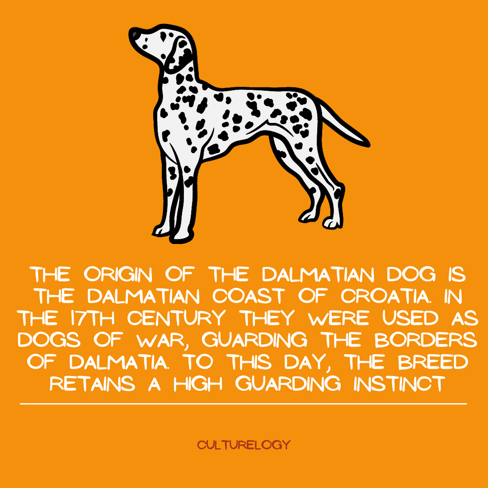 Which dog breed originates 2024 from the croatian coast