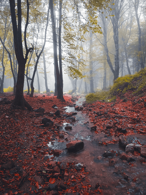 Forbidden #15-The Moist Dream