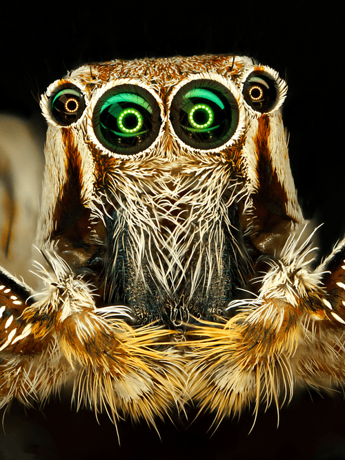 Monkey Spider