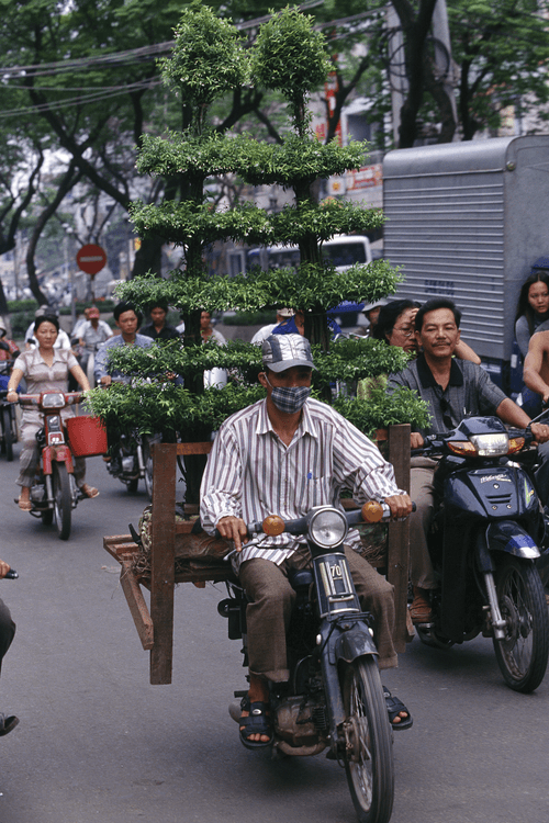 Bikes of Burden #63. Decorative Trees.