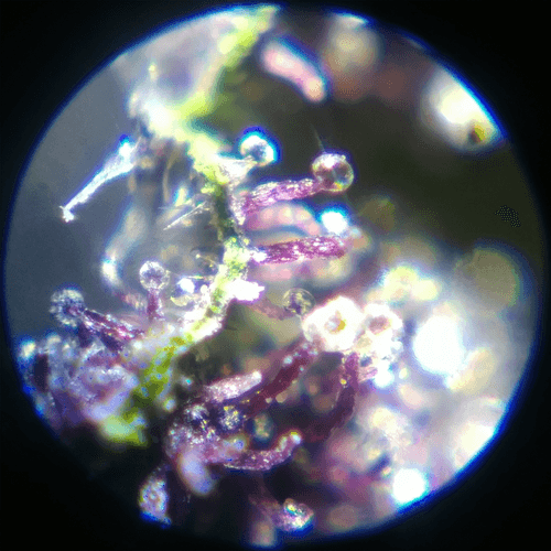 Trichomes NFT