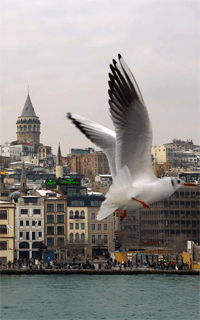 Galata Tower-Istanbul collection image