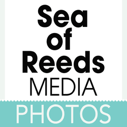 Sea of Reeds Media NFT Photos collection image