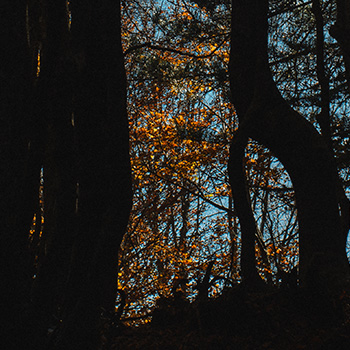 Twelve woodlands