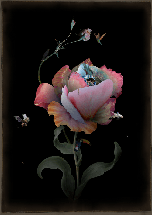 "Lover's Black Eye"