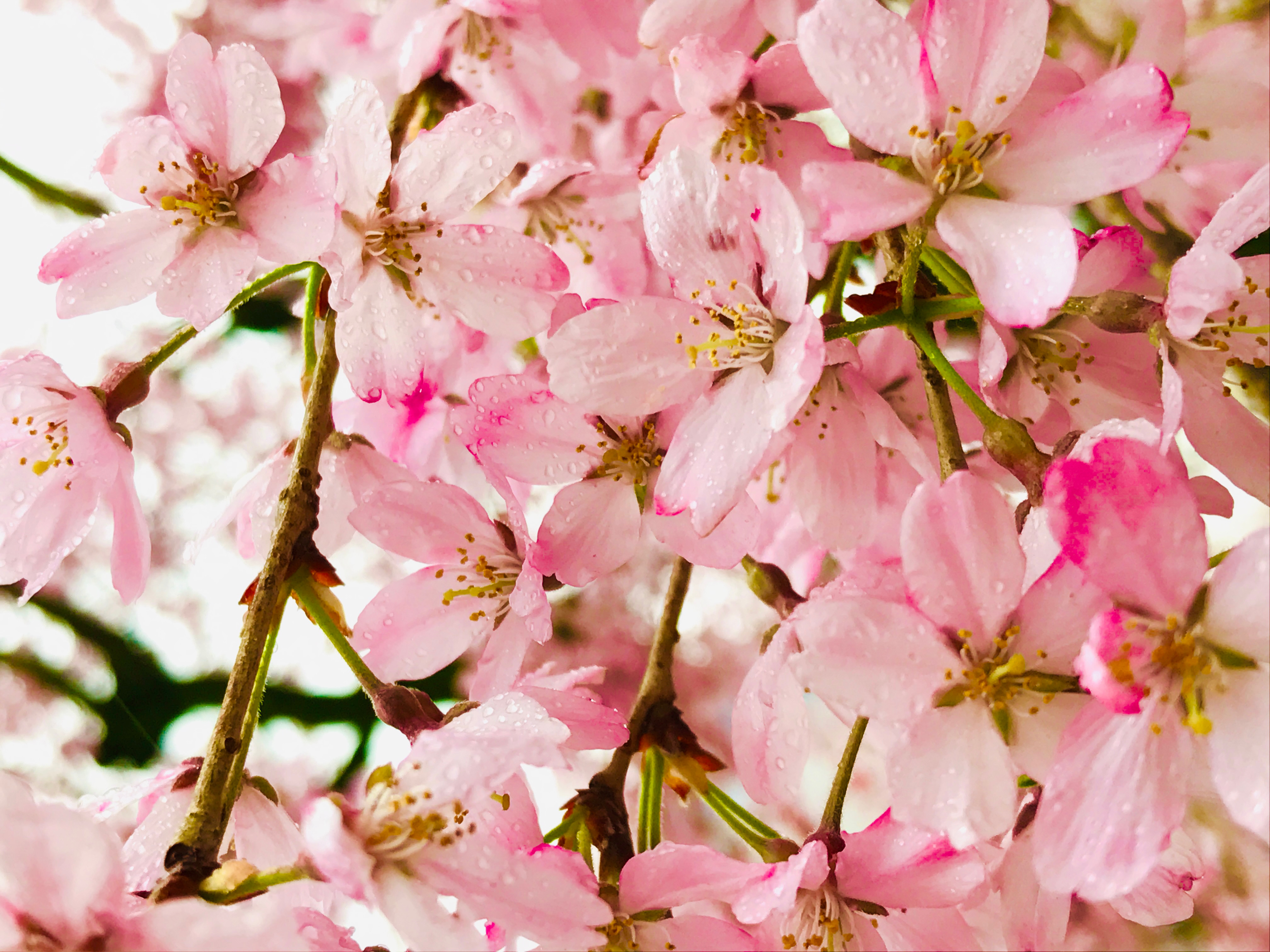 Sakura-Cherry Blossom-(Simple)