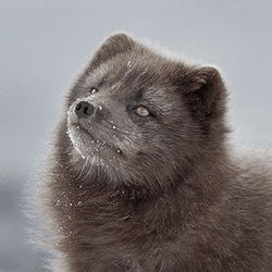 Melrakki, the Arctic fox collection image
