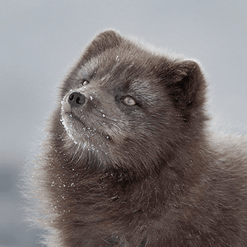 Melrakki, the Arctic fox